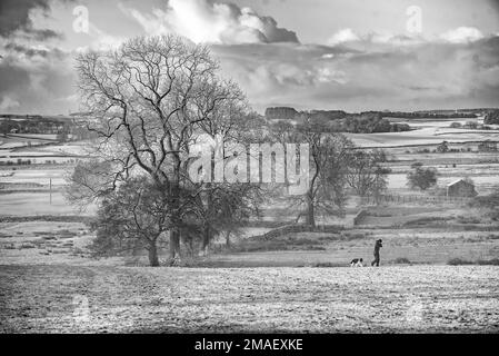 Scène de neige noir et blanc avec un marcheur pour chiens. En face de la forêt de Bowland depuis Back Lane, long Preston Banque D'Images