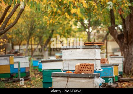 Ruelle avec de vieilles ruches en bois dans le verger d'automne parmi les arbres fruitiers à feuillage jaune. Préparation des abeilles pour l'hivernage. Vol d'automne des abeilles avant fr Banque D'Images