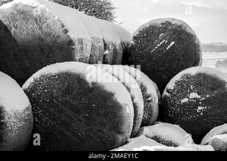 Couverture de neige légère sur les grosses balles recouvertes de plastique noir épais Banque D'Images