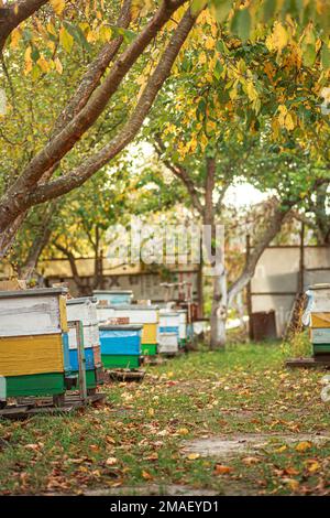 Ruelle avec de vieilles ruches en bois dans le verger d'automne parmi les arbres fruitiers à feuillage jaune. Préparation des abeilles pour l'hivernage. Vol d'automne des abeilles avant fr Banque D'Images