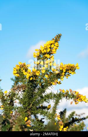 L'ajonc jaune fleur de Bush Banque D'Images