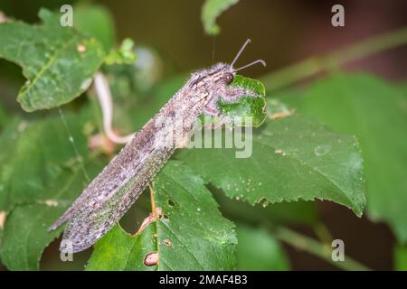 Distoléon tétragrammicus, une espèce d'antilion de la famille des Myrmeleontidae. Laçage du lion adulte, lion ant, proche-ap Banque D'Images