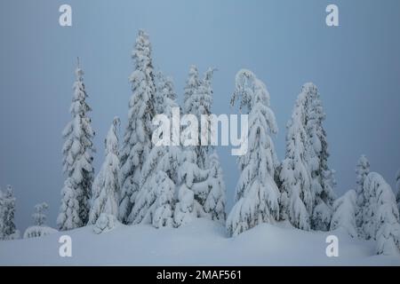 WA22949-00...WASHINGTON - arbres enneigés et un peu de brouillard dans la forêt nationale Okanogan - Wenatchee. Banque D'Images