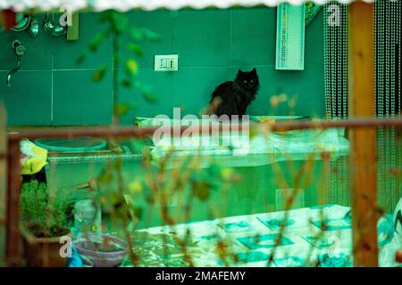 Rieti, Rieti, Italie. 18th janvier 2023. Un chat prend refuge au-dessus d'un évier pendant les inondations qui ont frappé Rieti, Italie, 18 janvier 2023. (Credit image: © Riccardo Fabi/Pacific Press via ZUMA Press Wire) USAGE ÉDITORIAL SEULEMENT! Non destiné À un usage commercial ! Banque D'Images