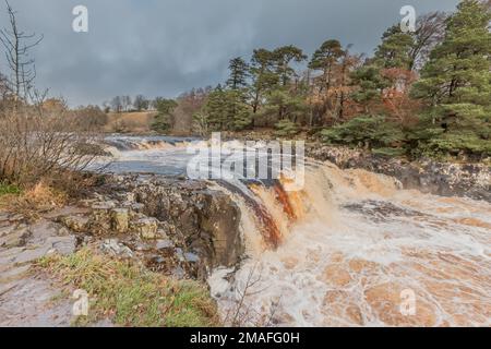 Un T de rivière gonflé se déroute au-dessus de la chute d'eau de la Force basse, à côté du sentier longue distance de Pennine Way. Banque D'Images