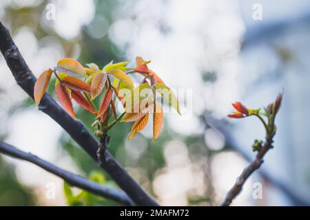 Fleurs de noyer.Noix jeunes feuilles et inflorescence sur fond de ville. Fleur de noyer sur la branche de l'arbre au printemps.Plantes de miel Ukraine Banque D'Images