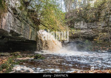 Une Walden Beck très gonflée se déroute au-dessus de la chute d'eau de la Force de Cauldron. West Burton, Wensleydale, parc national de Yorkshire Dales Banque D'Images