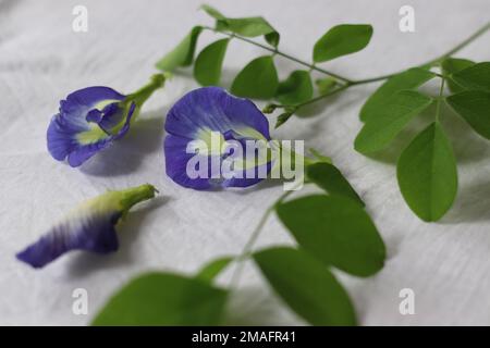 Fleur de pois papillon. Fleur de Clitoria ternatea plante, également connue sous le nom de ailes de porc asiatiques, bleuet, pois bleus, pois papillons, pois cordofan ou Darwi Banque D'Images