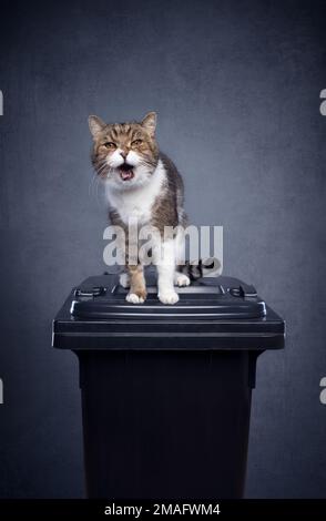 chat en colère assis sur un thrashcan pour les déchets résiduels sur fond de béton gris avec espace de copie. image de concept pour la pollution minérale de litière de chat Banque D'Images