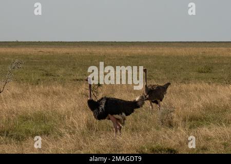 Un couple d'autruches dans un champ sec de la savane africaine en Tanzanie. Banque D'Images