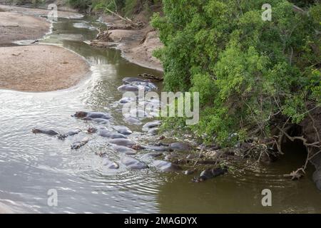 Un bloat d'hippopotame semi submergé dans une rivière au crépuscule, dans la réserve naturelle de Serengeti, Tanzanie. Banque D'Images