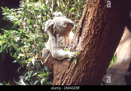 Koala (Phascolarctos cinereus) dans l'Eucalypt Tree Sanctuary de Lone Pine Koala, Fig Tree Pocket, Brisbane, Queensland, Australie Banque D'Images