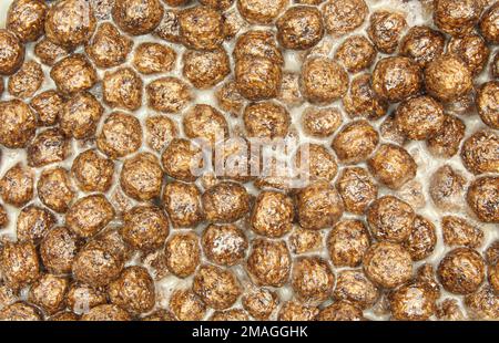 Boules de céréales au chocolat enrobées de lait. Fond de repas préparé au Choco cornflakes Banque D'Images