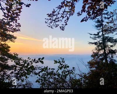 Une vue à couper le souffle du ciel bleu et orange au coucher du soleil entre les feuilles des arbres Banque D'Images
