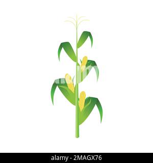 Tiges de maïs isolées sur fond blanc. Plants de maïs vert sur l'illustration du vecteur de champ en forme plate. Illustration de Vecteur