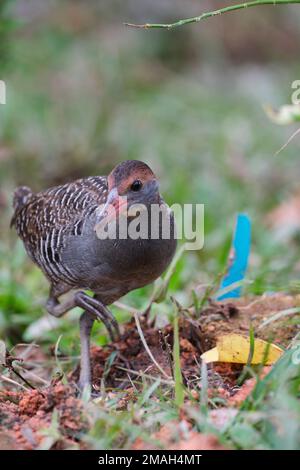 Un gros plan d'un oiseau de chemin de fer à bande Buff marchant sur le sol Banque D'Images