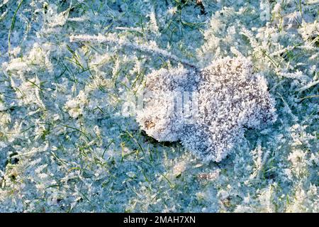 Gros plan d'une seule feuille sur l'herbe recouverte d'un gel intense après quelques nuits d'hiver très froides. Banque D'Images