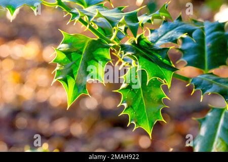 Holly (ilex aquifolium), gros plan des feuilles vertes épineuses de l'arbuste, éclairées par un soleil d'automne. Banque D'Images