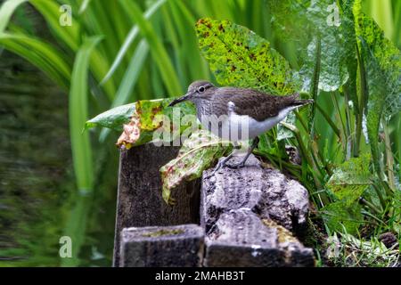 Sandpiper commun (Actitis hypoleucos) perché sur un quai en bois au bord de l'eau Banque D'Images