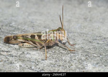 Gros plan détaillé sur une grande crosseceuse de la main commune Oedaleus decorus Banque D'Images