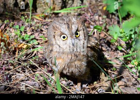 Hibou eurasien, Zwergohreule, Otus scaps, füleskuvik, Hongrie, Magyarország, Europe Banque D'Images