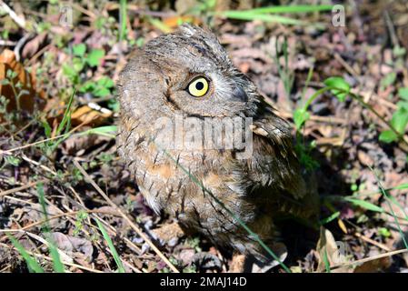 Hibou eurasien, Zwergohreule, Otus scaps, füleskuvik, Hongrie, Magyarország, Europe Banque D'Images