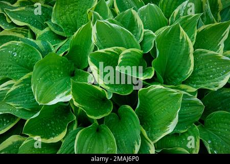 Plante d'Hostaa, feuilles de nénuphars plantain avec gouttes d'eau, vue de dessus. Banque D'Images