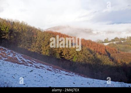 Mélèze naturel et planté bois et chêne bois vue sur le paysage dans les bois d'hiver en janvier Carmarthenshire pays de Galles UK KATHY DEWITT Banque D'Images