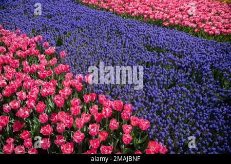 Fleurs de tulipe rose avec des fleurs de jacinthe pourpres Banque D'Images