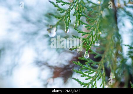 Feuilles vertes sur l'usine de Thuja à feuilles persistantes, mouillées avec de la rosée jurassique. Banque D'Images