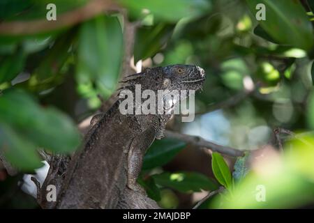 (220527-N-OI810-0190) KEY WEST, Floride (27 mai 2022) l'officier de sécurité honoraire, Mme Iguana, observe les Seabés affectés au bataillon de construction mobile navale (NMCB) 14 alors qu'ils réparent un quai de ravitaillement à la marina de Sigsbee, à la station aérienne navale de Key West (NASKW), au 27 mai 2022. Les Seabés affectés au NMCB-14 se sont rendus au NASKW pour effectuer une formation sur place et aider à l'entretien des installations et des composés. Le NMCB-14 fournit des services de construction de base, de réparation des dégâts au combat, d'ingénierie d'urgence, d'aide humanitaire et de soutien de secours en cas de catastrophe à notre flotte et à nos commandants unifiés. Banque D'Images