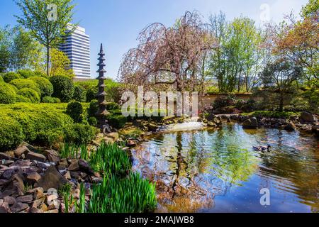 Vue idyllique sur les cerisiers en fleurs et la lanterne en pierre (pagode) dans le jardin japonais de Kaiserslautern - sous un soleil éclatant! Reflet de la fleur de sakura Banque D'Images