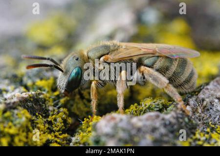 Gros plan détaillé sur une femelle de la très petite abeille de couleur verte métallique provenant du complexe Halictus smaragdulus Banque D'Images