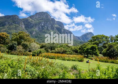 Vue sur la montagne de la Table depuis le jardin botanique national de Kirstenbosch. Le Cap, Afrique du Sud. Banque D'Images
