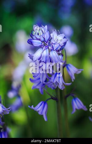 Fleur de printemps violet bleuet isolée dans un champ, avec un arrière-plan flou. Orientation verticale. Banque D'Images