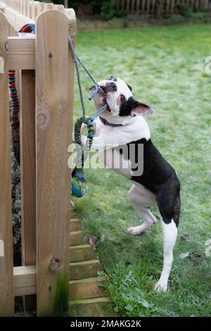 Boston Terrier chien jouant, accrochant sur et tirant une corde avec une boule à l'extrémité Le jouet est attaché à une clôture de piquet de bois dans un jardin gelé. Elle toilettes Banque D'Images