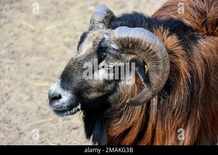 Brebis camerounais, Kamerunschaf, Mouton du Cameroun, Ovis gmelini aries, kamerungen juh Banque D'Images