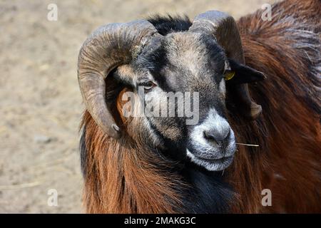 Brebis camerounais, Kamerunschaf, Mouton du Cameroun, Ovis gmelini aries, kamerungen juh Banque D'Images