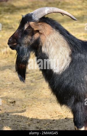 Chèvre nain camerounais, chèvre pygmée africaine, Hausziege, chèvre, Capra aegagrus hircus, Capra hircus hircus, kamereri törpekecske Banque D'Images