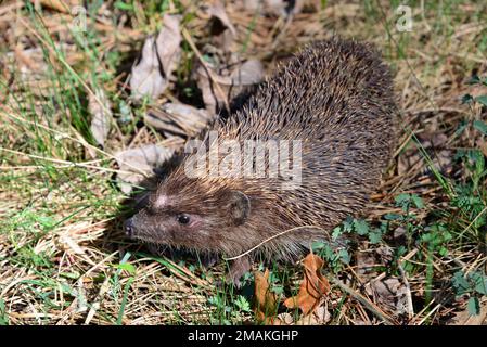 Northern White-Breasted Hedgehog, Nördliche Weißbrustigel, Osteuropäische Igel, hérisson de Roumanie, Erinaceus roumanicus, keleti sün, Hongrie Banque D'Images