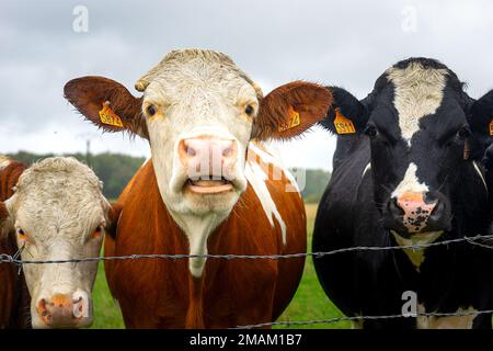 un groupe de jeunes vaches dans le pâturage Banque D'Images