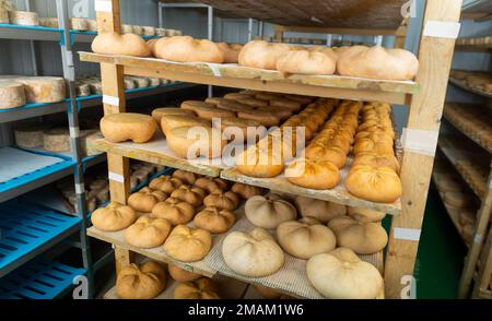 Etagère avec têtes de fromage de chèvre dans la chambre de mûrissement de l'usine de fromage Banque D'Images