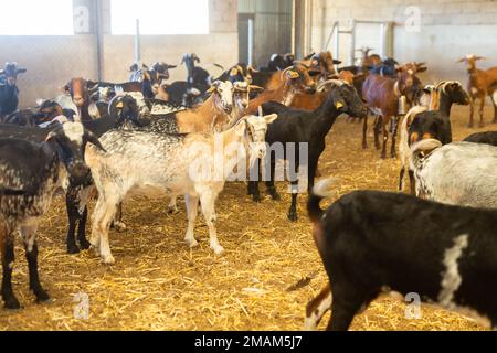 Troupeau de chèvres avec des étiquettes d'oreille à l'intérieur du hangar avec foin en automne, concept de production laitière et de viande Banque D'Images