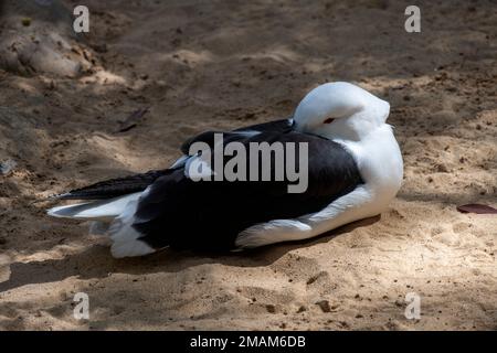 Tête de varech (Larus dominicanus) cachée dans ses ailes à Sydney, Nouvelle-Galles du Sud, Australie (photo de Tara Chand Malhotra) Banque D'Images