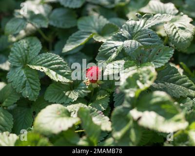 Fraise sauvage aux feuilles vertes. Gros plan d'une fraise forestière Banque D'Images