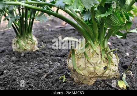 gros plan de la plante de céleri de racine en croissance (légumes-racines) dans le potager Banque D'Images