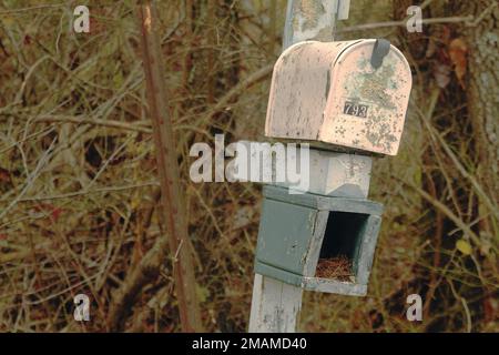 Boîte aux lettres en Virginie rurale, États-Unis, avec un nid d'oiseau dans le porte-journal Banque D'Images