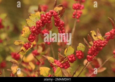 Gros plan d'un épaississement de coralberry (Symphoricarpos orbiculatus) dans les Blue Ridge Mountains, en Virginie, aux États-Unis Banque D'Images