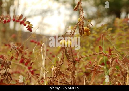 Virginie, États-Unis. Baies colorées de l'horsenettle de Caroline (Solanum carolinense) et du coralberry (Symphoricarpos orbiculatus) à la fin de l'automne. Banque D'Images