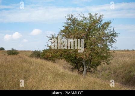 Forêt de Hawthorn et arbre dans Deliblato Sands. Deliblato Sands est une zone unique en Europe qui est l'un des rares refuges pour de nombreux types spécifiques de flore. Banque D'Images